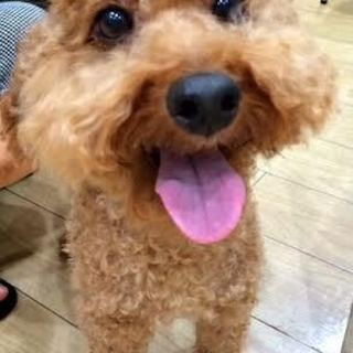 楽しい事を共有してくれる家族募集中！トイプー♂ケイ