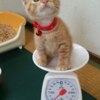 保健所よりレスキューの可愛い茶トラ兄妹