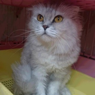 スコティッシュF長毛☆シルビア☆折耳・女の子・4歳