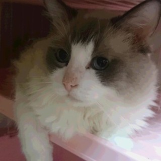 ラグドール★ジニー君★男の子6歳