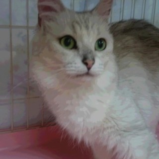 ラガマフィン☆スフィンクス☆女の子4歳