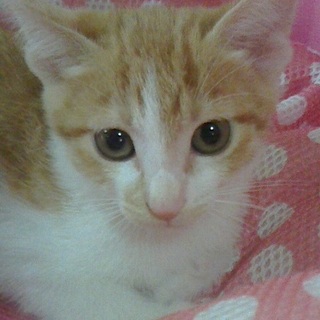 大雅（たいが）★元気いっぱい男の子★４ヶ月