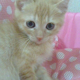 雅（みやび）★元気いっぱい女の子★４ヶ月