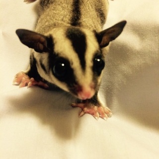 フクロモモンガ♂ベビーの里親募集