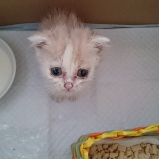 ｽｺ風の子猫ちゃんです