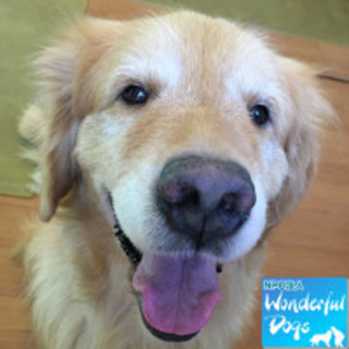 「オーブ」5歳♂