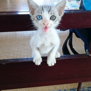 やんちゃな甘えん坊くんが優しいママを待っています！