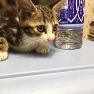 可愛い白きじちゃん