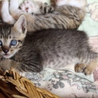 鍵しっぽの男の子(仲良し3兄弟)