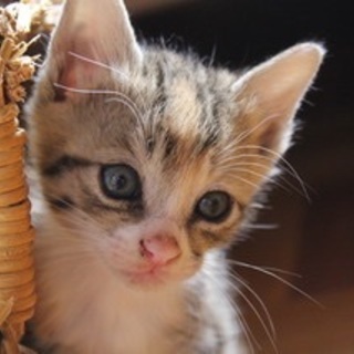 美形のキジトラ男の子(仲良し3兄弟)