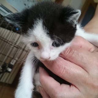 黒白のハチワレさん。♀