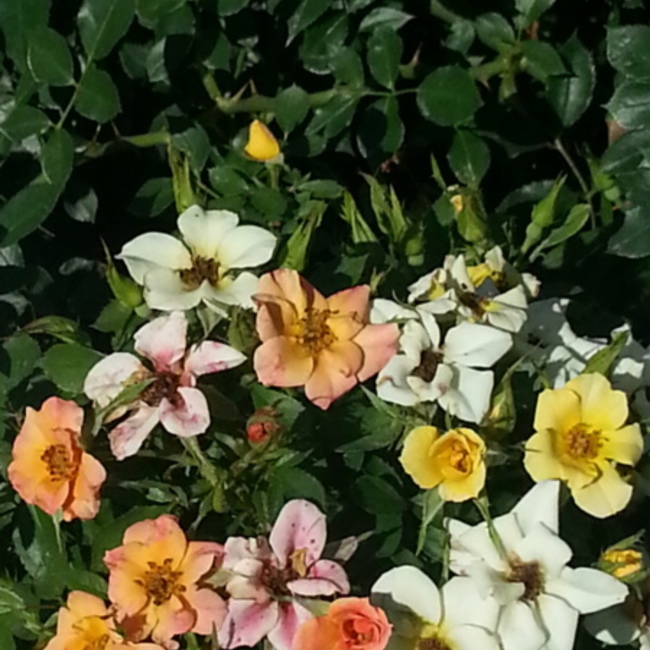 オガションのカバー写真