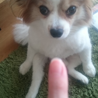 人懐っこくかわいいパピヨンです！！