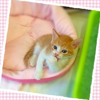 茶トラの女の子　先住猫、犬がいるご家庭もOKです