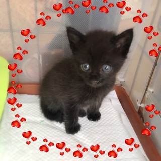 黒猫　男の子　先住猫、犬がいるご家庭もOKです。