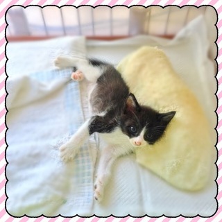 はちわれの男子　先住猫、犬のいるご家庭もOKです。