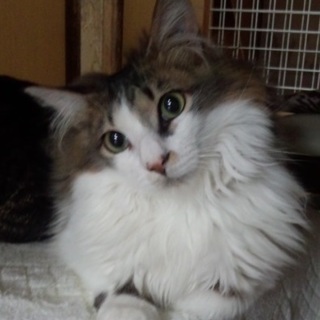 ノルウェージャンミックスの子猫（オス６か月）