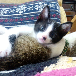 生後３ヶ月のオスの子猫です