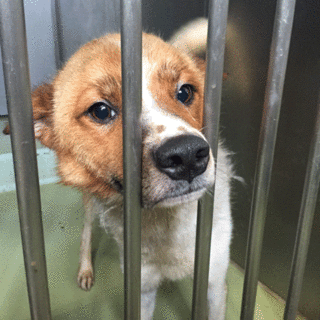 白茶くん、とっても人懐っこいです！