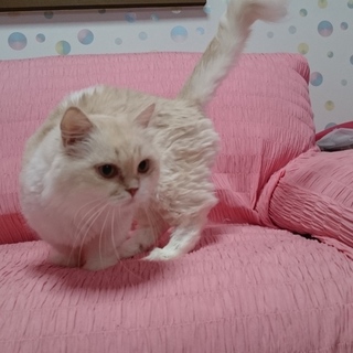 マンチカン短足