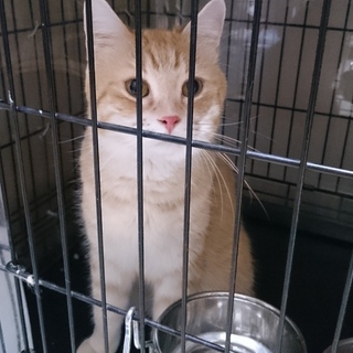 マンチカン足長男の子