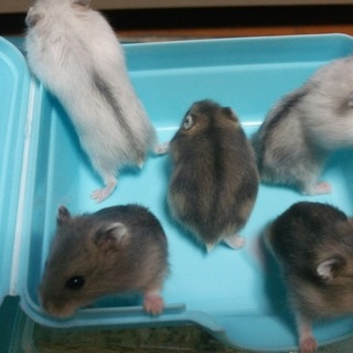 ジャンガリアンハムスターの赤ちゃん