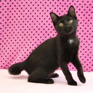 ポップな黒猫★ひなたちゃん