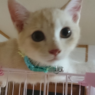 至急！！里親募集！！