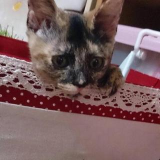 まんまる顔の女の子☆ペコちゃん