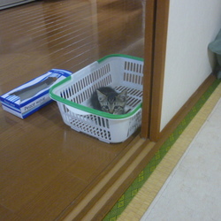 里親になって１週間♪…飼育環境を考えるの巻