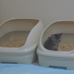 「里親になって１週間♪…飼育環境を考えるの巻」サムネイル3