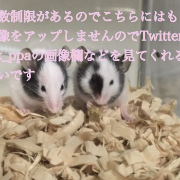 成長を見守れれば安心かと思います