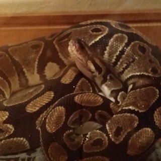 ボールパイソン(ﾉｰﾏﾙ)