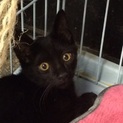 黒猫ちゃんの里親さん募集中