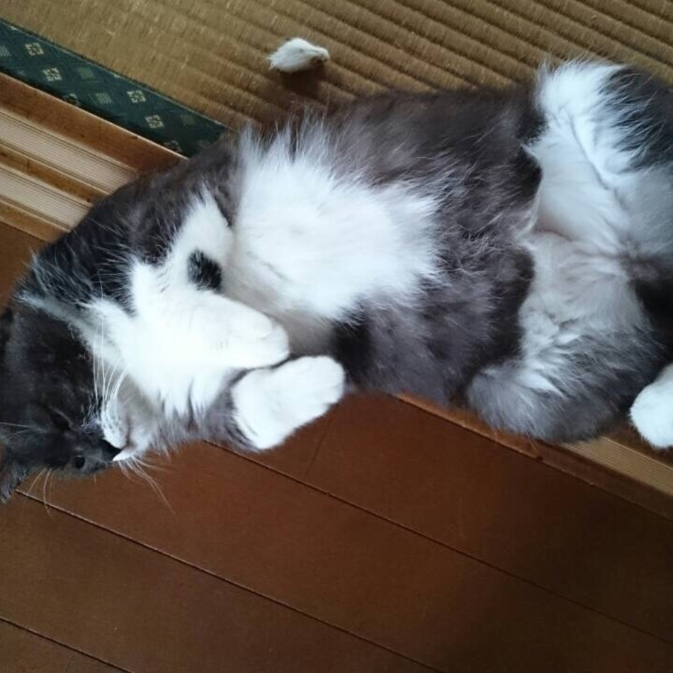 ソフィアのカバー写真