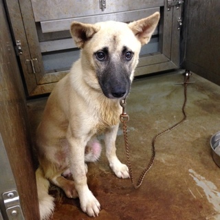 シェパード系MIXの仔犬、おっちゃんくん！