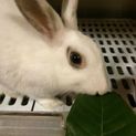 保護うさぎ：人懐っこい優ちゃん、生後５ヶ月