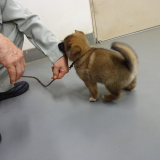 ころころ仔犬のたまおくんです！