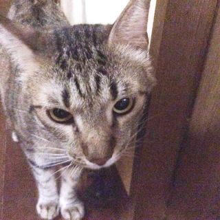 【再募集】穏やかで人懐こい男の子です♪ももくん３歳