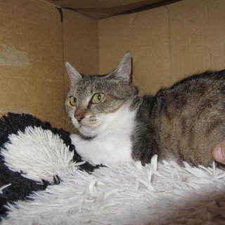 ビビりなキジ白女子