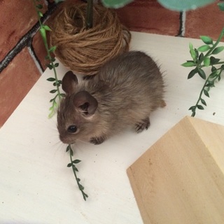 デグーの赤ちゃん