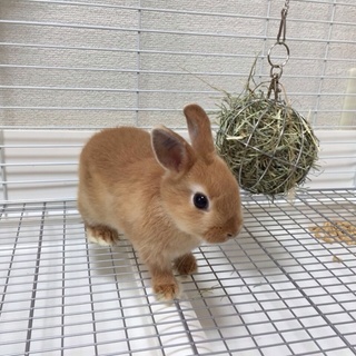 ネザー 男の子 4ヶ月 血統書付