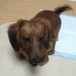 カニヘンダックス（オス）１歳３か月