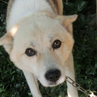 柴犬ＭＩＸ　あき君　３歳　９ｋｇ里親募集中