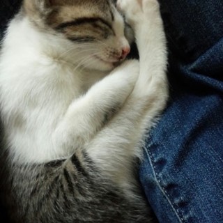 人懐っこい子猫です。