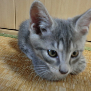 小顔でイケメンな子猫の兄弟（仮名ケイ）