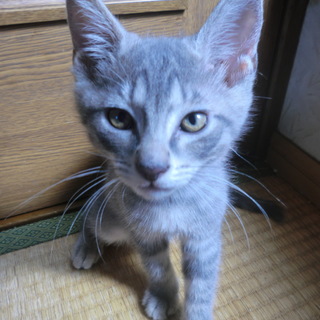 ちょっとより目で可愛い子猫の兄弟（仮名テイル）