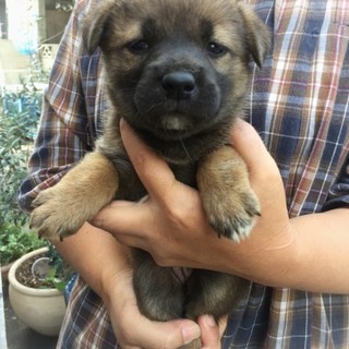 ☆ぽちゃぽちゃ可愛い鼻黒子犬☆