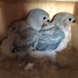 コザクラインコの雛-ありがとうございました！-