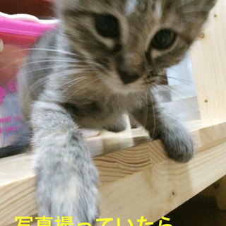 物怖じしないゴロゴロガール♪こだまちゃん